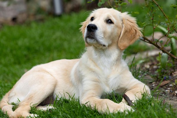 La transition alimentaire chez le chat : comment s'y prendre ?