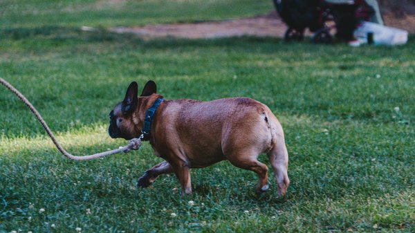 Quelles sont les étapes à suivre pour préparer votre chien à une compétition canine ?