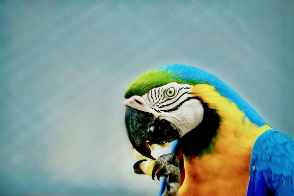 Créatures remarquables : focus sur la diversité des arachnides