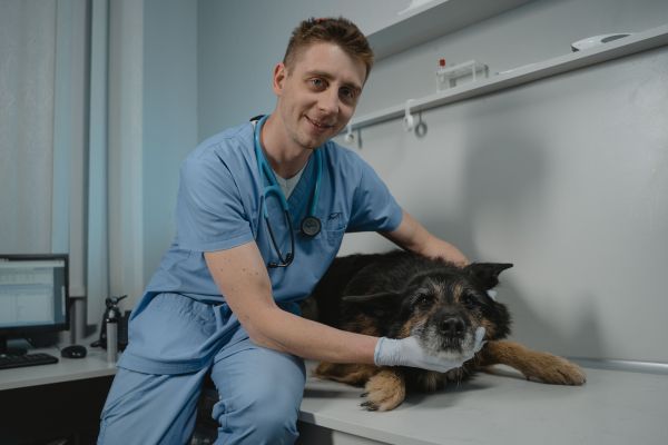 Comment choisir le meilleur vétérinaire pour votre chien