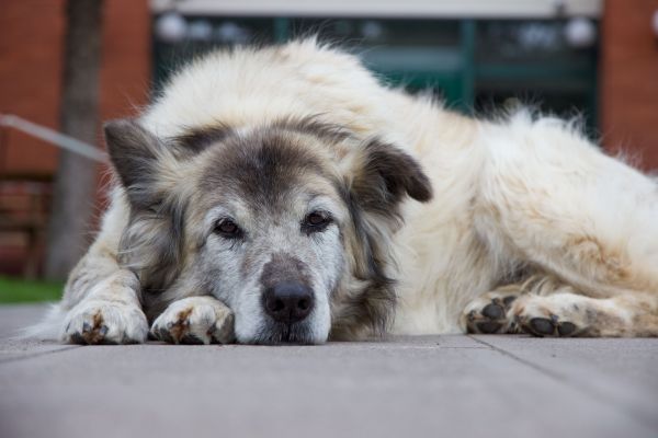 Comment prendre soin d'un chien âgé