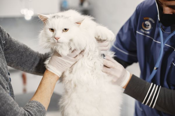 Comment reconnaître les comportements anormaux chez un chat et quand consulter un vétérinaire ?