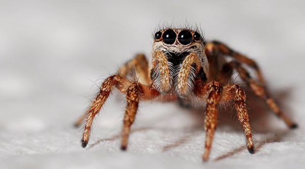 Créatures remarquables : focus sur la diversité des arachnides