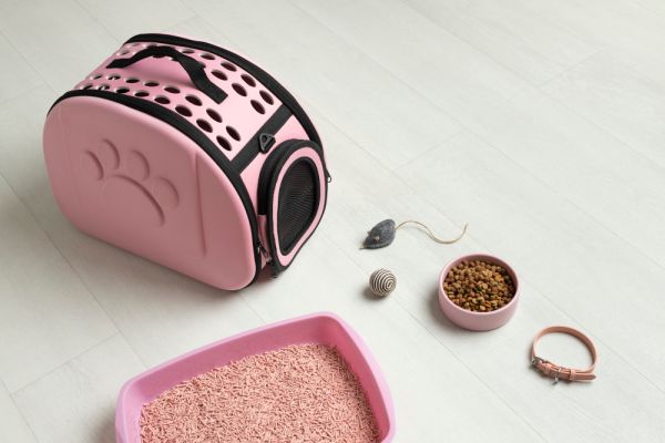 Équipement nécessaire pour chats : guide pratique pour bien choisir