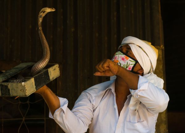 Focus sur le commerce illégal des animaux exotiques