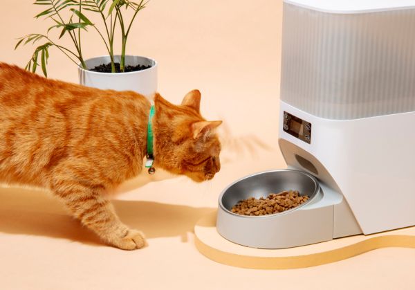 La transition alimentaire chez le chat : comment s'y prendre ?