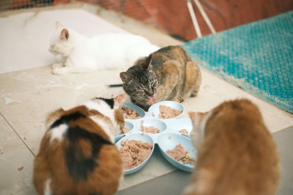 Les risques des aliments maison pour chats