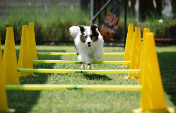 Quelles sont les étapes à suivre pour préparer votre chien à une compétition canine ?