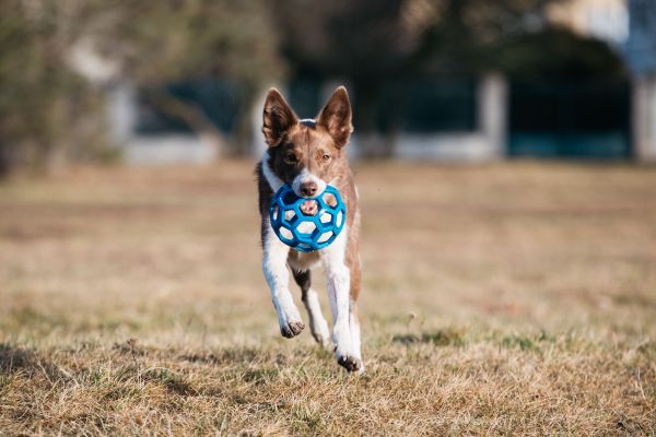 Quels sont les bénéfices des jeux d'enrichissement pour les animaux de compagnie ?